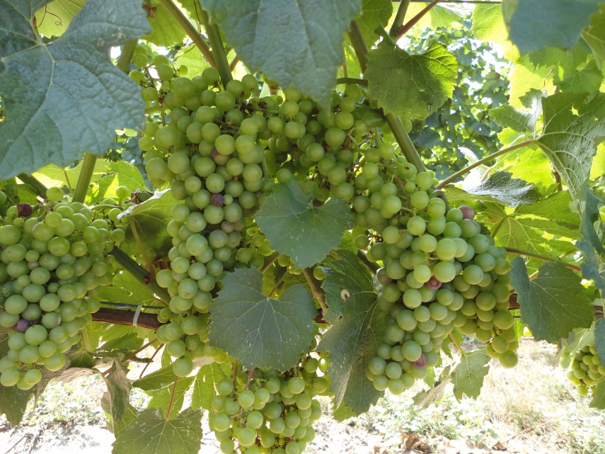 Mi Local Foodbeet Summer Grapes and Grains