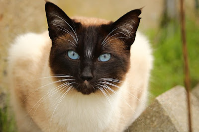 alt=gato siames con sus caracteristicos ojos azules"