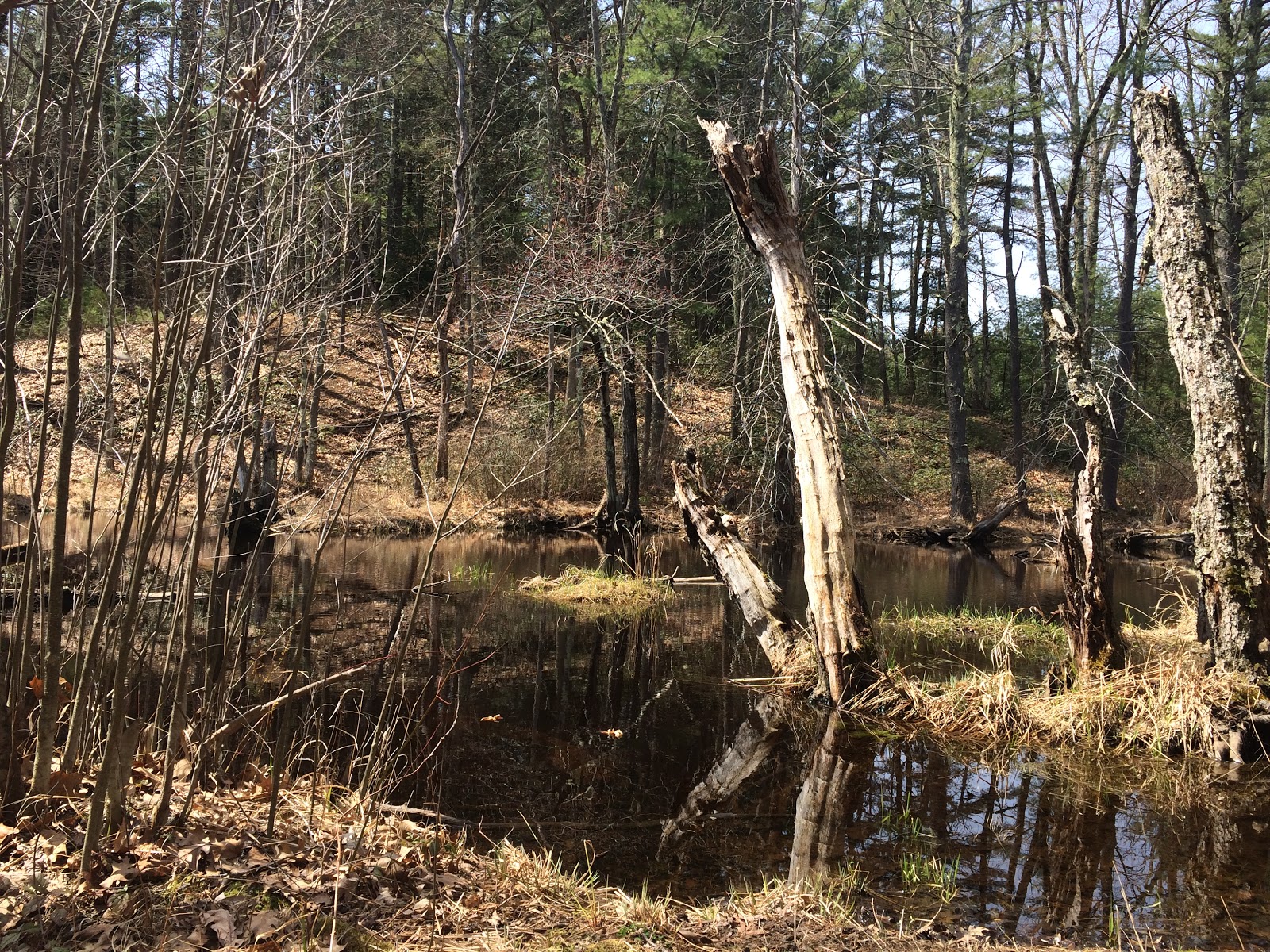 The Daily Woot Trout Brook Conservation Area