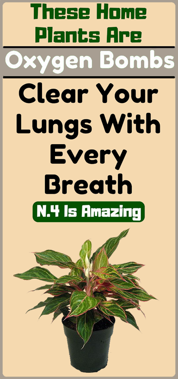 5 plants to clear your lungs with every breath healthymasters