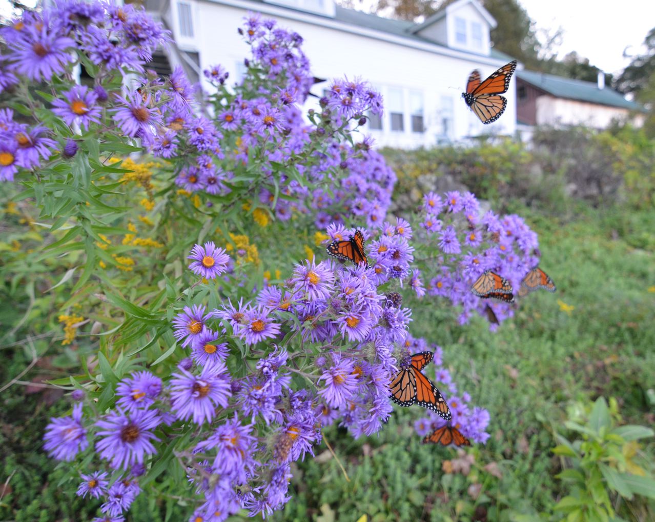 Flower Hill Farm: Wild and Native New England Asters Attract Wildlife