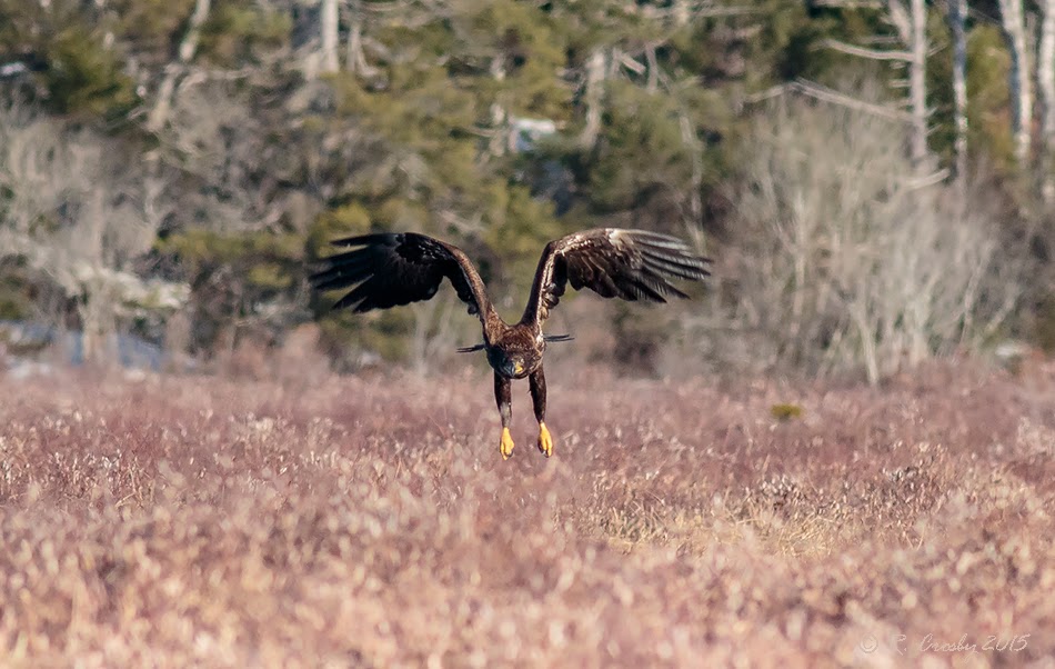 South Shore Birder Eagles in the Marsh