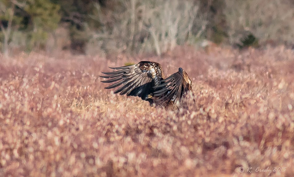 South Shore Birder Eagles in the Marsh