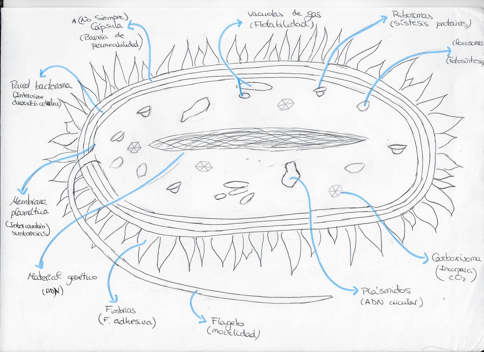 Bioblogía: Célula procariota