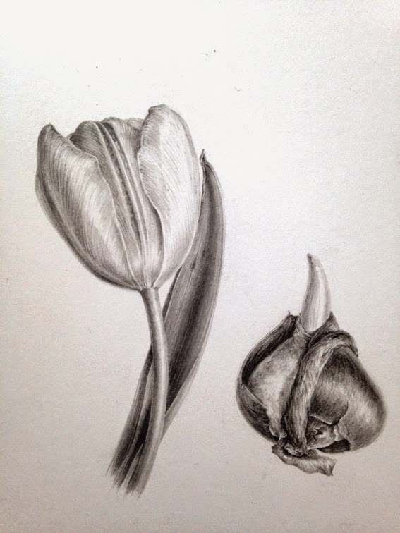 Dianne Sutherland: Day 6, Tulip in Graphite