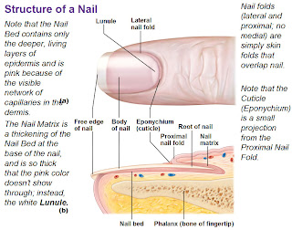 lateral nail fold