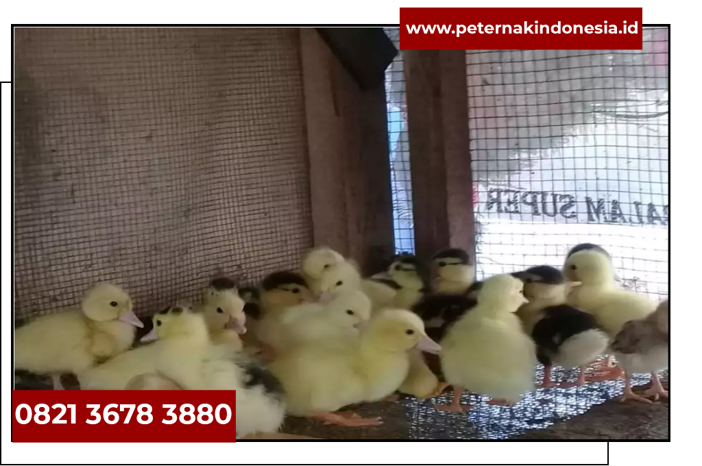 Harga Bibit Entok Umur 1 Minggu Dod Bebek Entok Banten