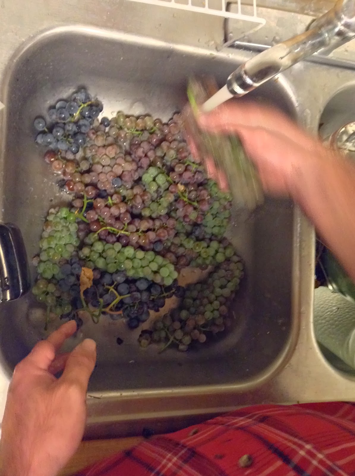 Stacie's Place II Turning Grapes Into Grape Juice