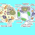 31+ Animal Cell And Plant Cell Background