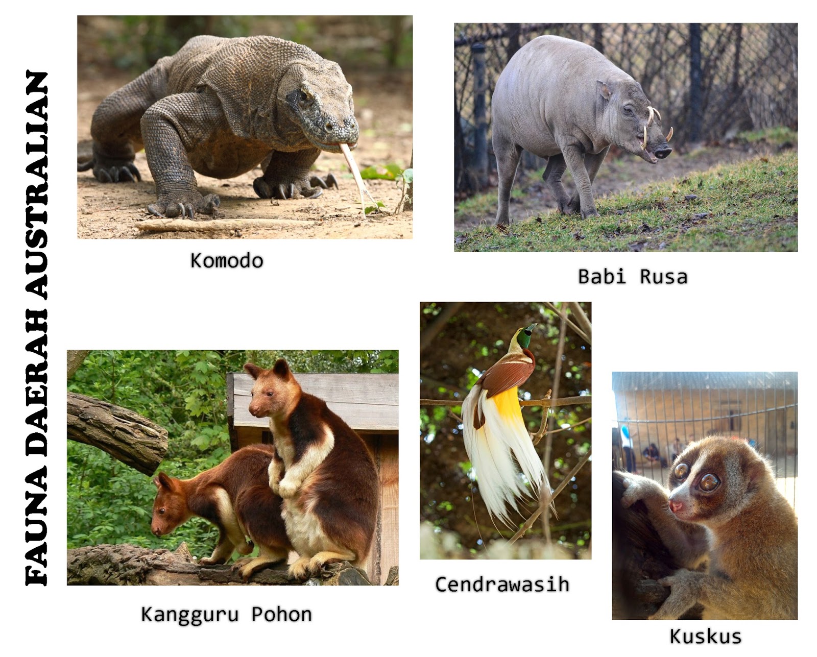 Keanekaragaman Hayati di Indonesia