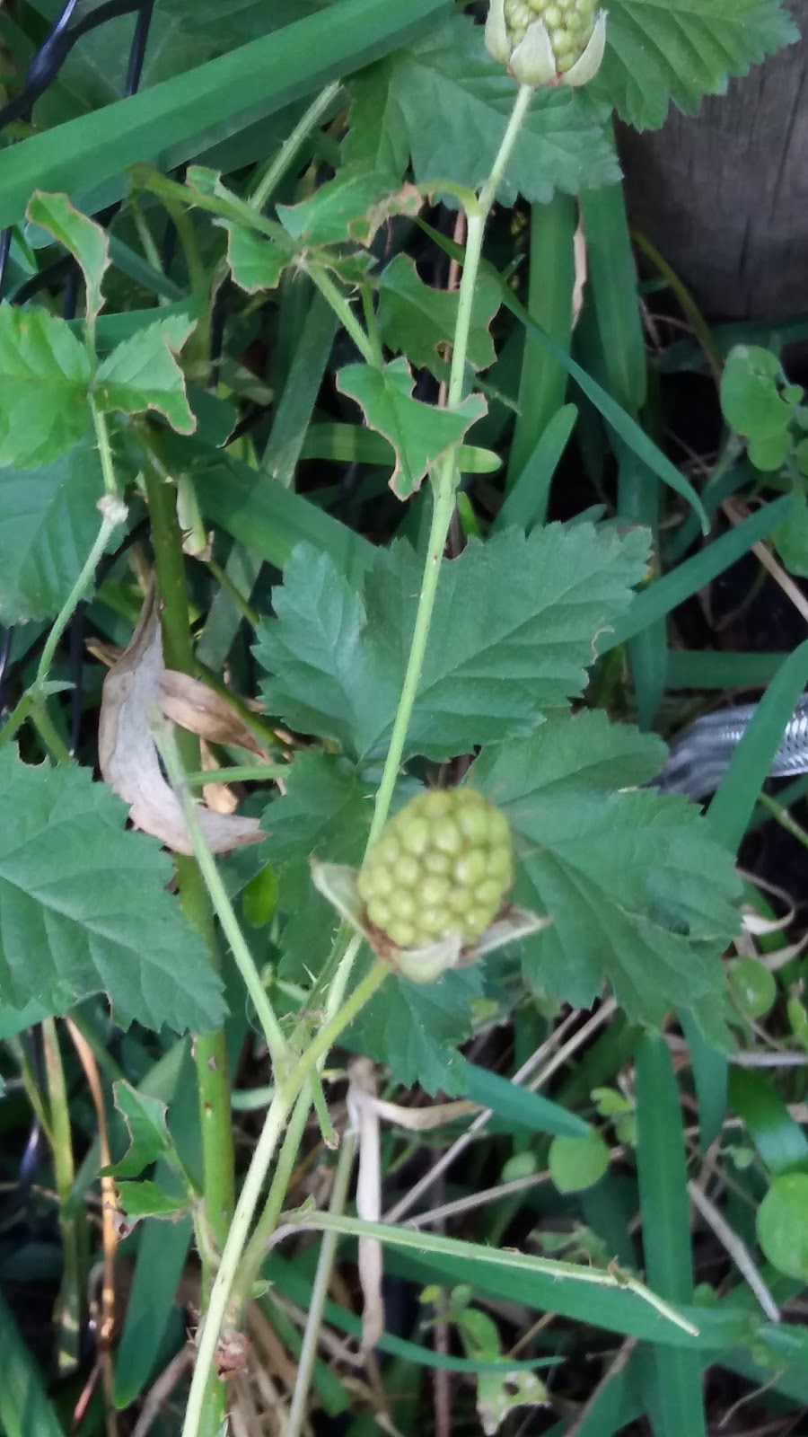 Frambuesa fondo para movil