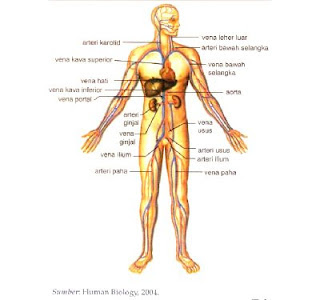 Pengertian, istilah dan Struktur kardiovaskuler (Anatomi jantung dan pembuluh darah)