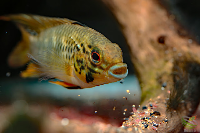 Apistogramma sp. pacman from Rio guaviare