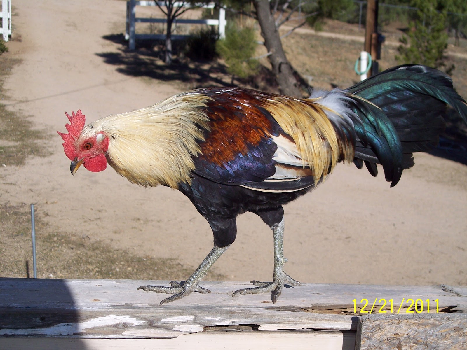 Rancho Giro Puro Gallon (pure rooster???)