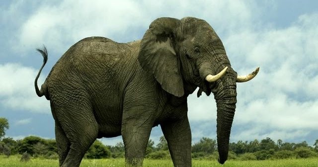 Gambar Foto Hewan  foto gajah  terbesar  di  dunia 