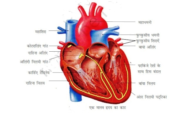 Human Body Chart In Hindi