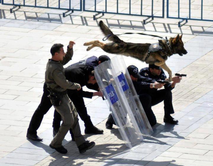 Cocuk Suclulugu Ozet Ve Soru Bankasi Politam