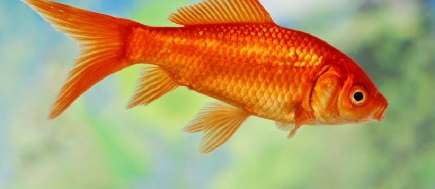Klasifikasi Dan Morfologi Ikan Mas Secara Detail dan Terlengkap