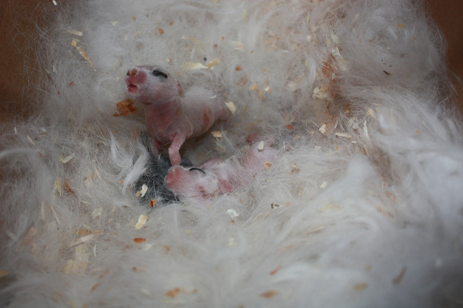 The Weeping Willow and The Ficus: The Miracle of Birth-Rabbit Edition