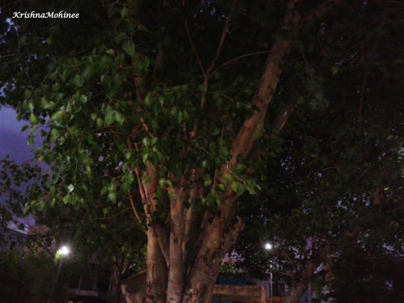 Contrasting Experiences - Poem