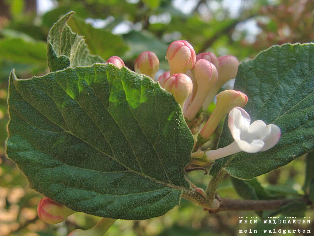 © Mein Waldgarten Viburnum Gardening with Allergies