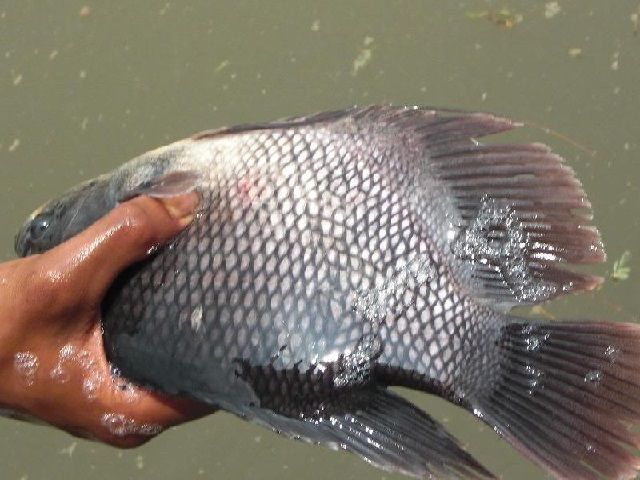 Hama dan Penyakit Ikan Nila