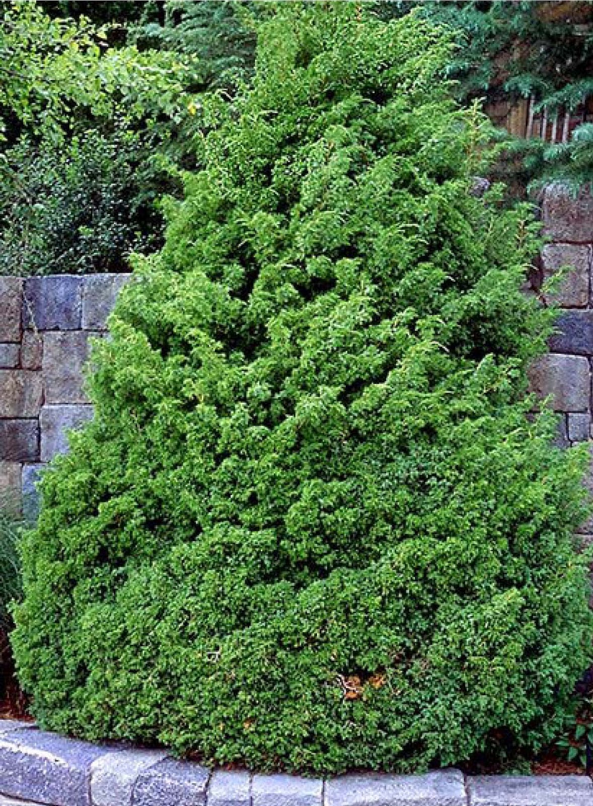 Download Beechwood Landscape Architecture and Construction: Chinese Juniper, Evergreen Tree of The Day