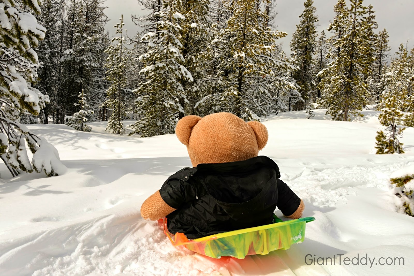 rad teddy bear moves on the snowy