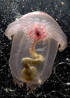 Pepino de mar transparente