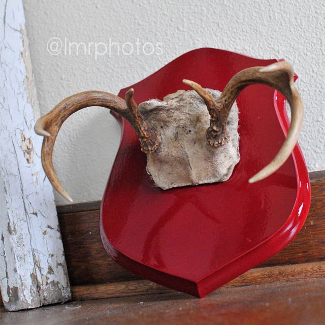 nashville narnian: Antler Plaque and Wall Collage