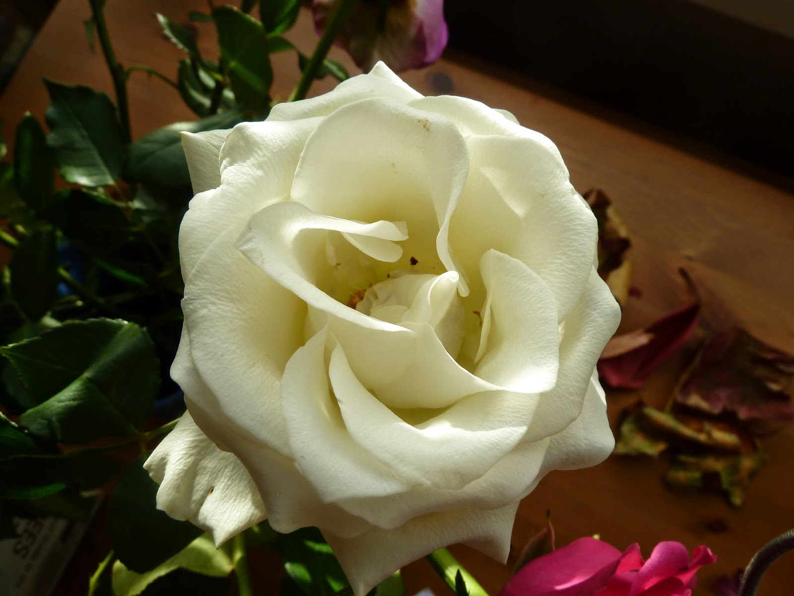 Older white rose opening out