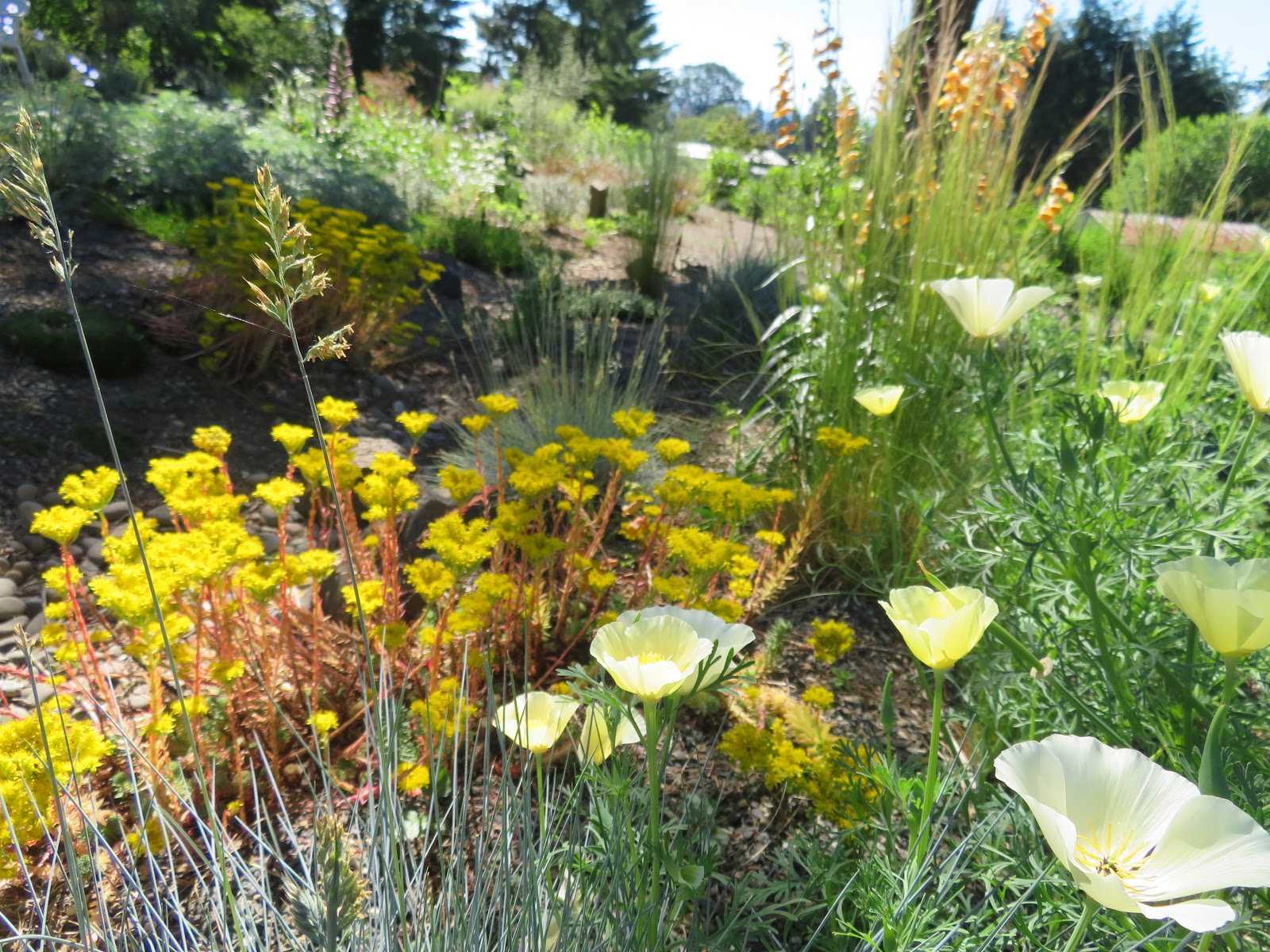 Le Jardin De Diascia Ceanothus Pallidus Marie Simon