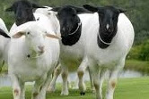 Macam jenis ternak domba yang umum di pelihara 
