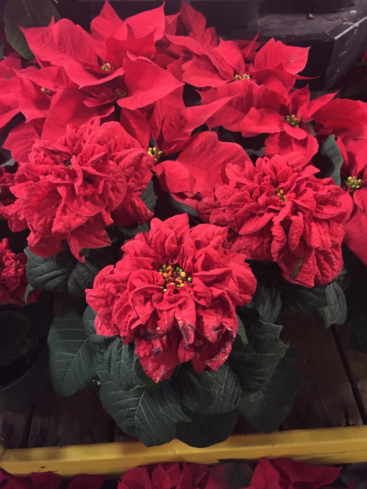 Green Garden Guru The Christmas flower