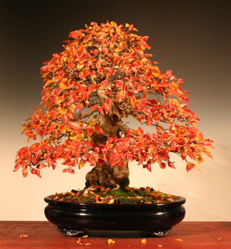 Nik Art bonsai blog Korean hornbeam