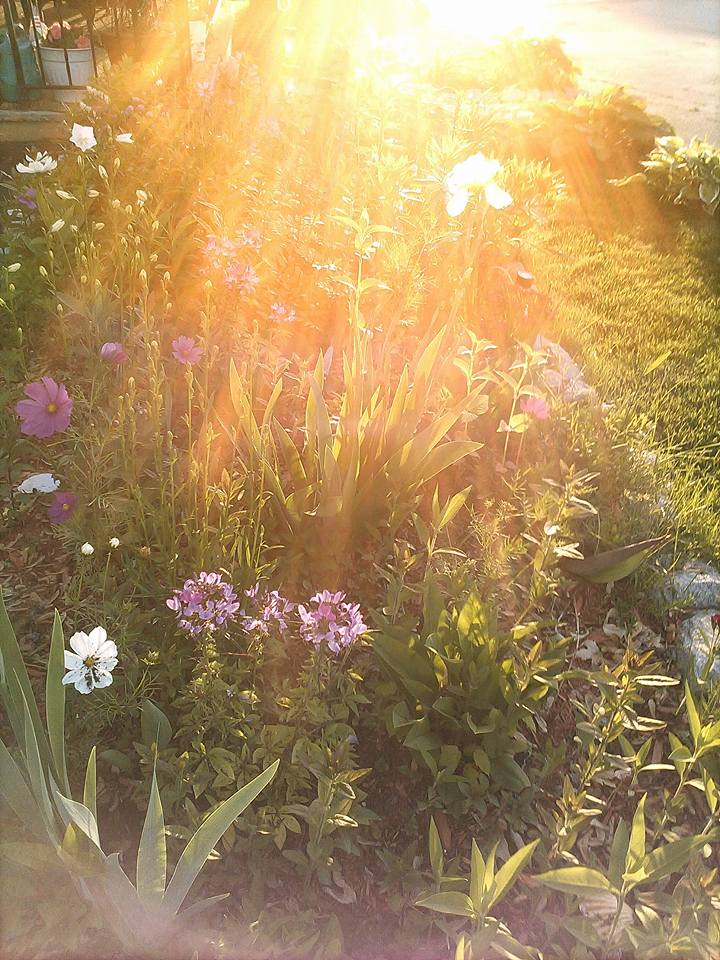 Awaken to Divinity Flowers brings rememberence