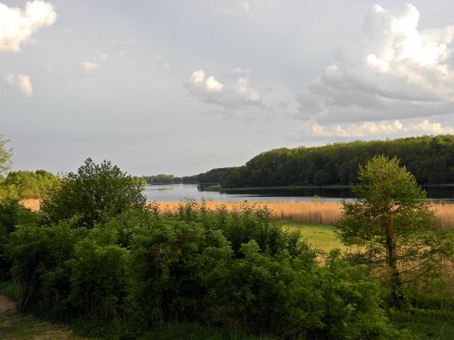 Jezioro Wojnowskie w otoczeniu zieleni jeziora, ryby, lubuskie, Babimojszczyzna