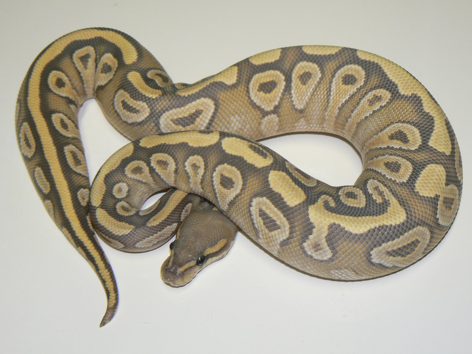 Heather's Herps: BEL Complex combinations