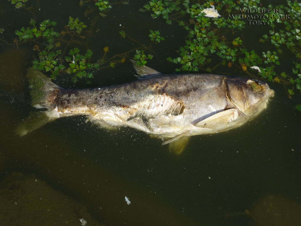 水元公園の生き物ハクレン Silver Carp