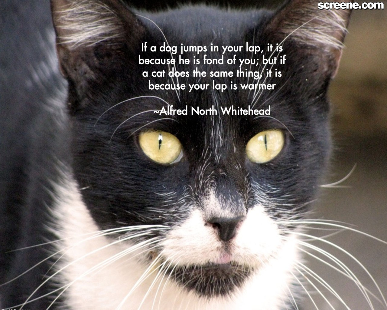 cute-quotes-about-cats-quotesgram