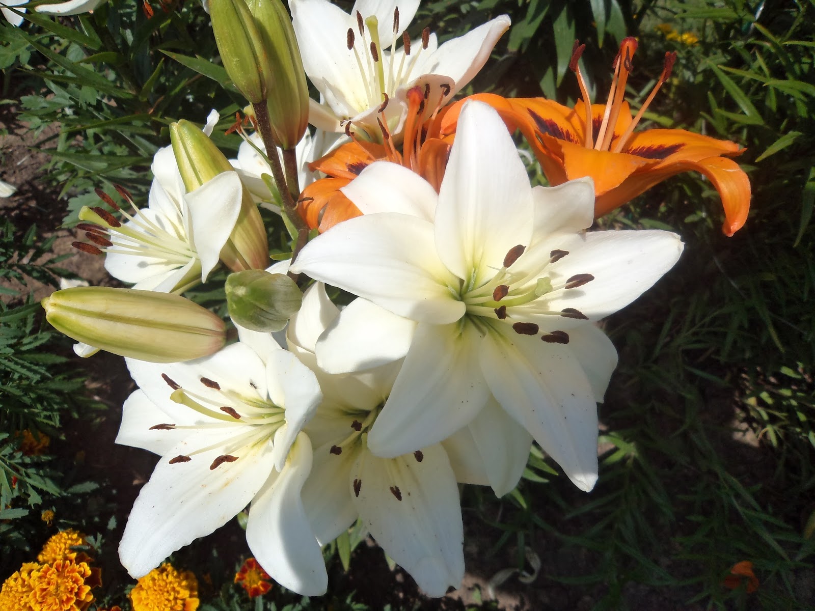 Какие семена лилии. Лилия семена. Лилия из семян. Фото семян лилии. Лилии из семян когда зацветут