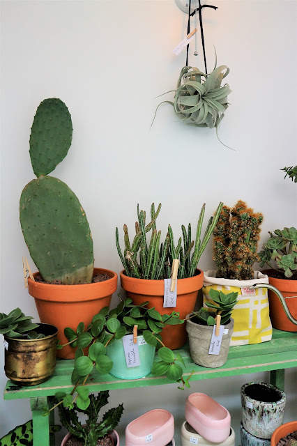 Cactus / Green addict / Blog Atelier rue verte /