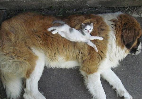  21 khoảnh khắc đáng yêu khi cún cưng an giấc bên "bạn thân" mèo