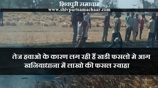 तेज हवाओ के कारण लग रही हैं खडी फसलो मे आग, खनियाधाना में लाखों की फसल स्वाहा - Shivpuri News