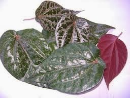manfaat daun sirih merah untuk tratamiento de la diabetes