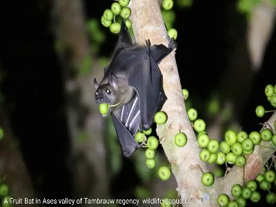 Fruit bat in Ases valley