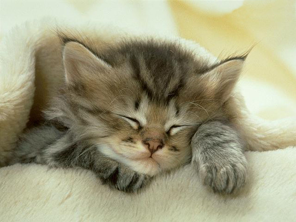 sleepy-cat-pics-of-cats