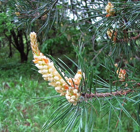 Kwiat męski Sosny zwyczajnej, pospolitej (Pinus sylvestris L.).