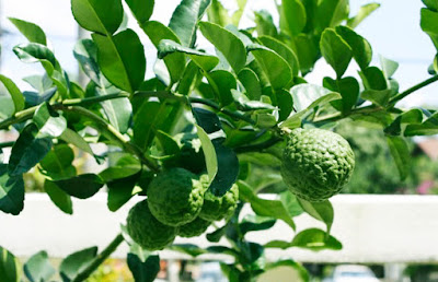 Cây chúc - chanh Thái – chanh Kaffir – hay còn gọi là chanh Kieffer