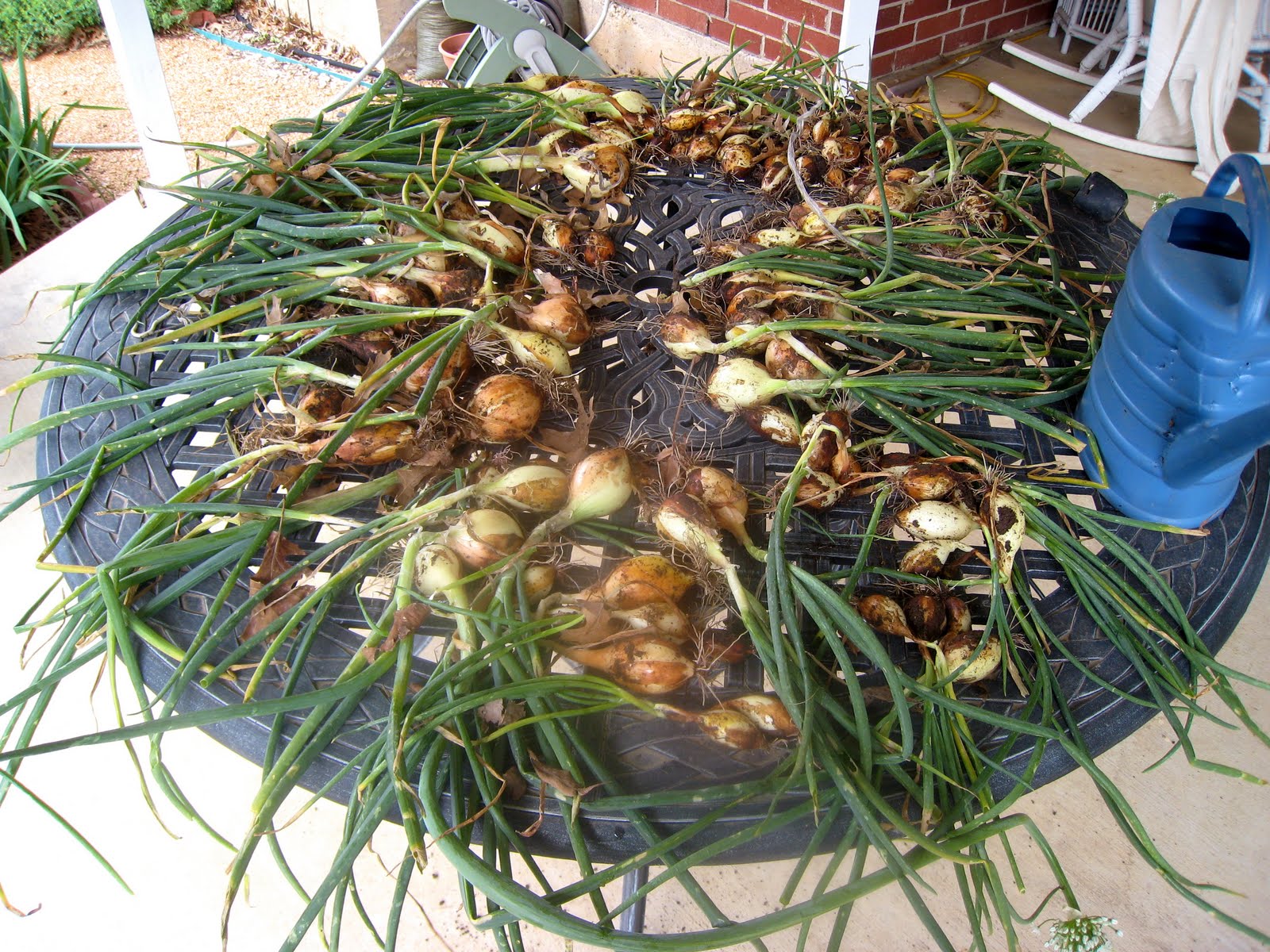 Texas Urban Homestead Onion Subirrigation, Onions in clumps, Herbal